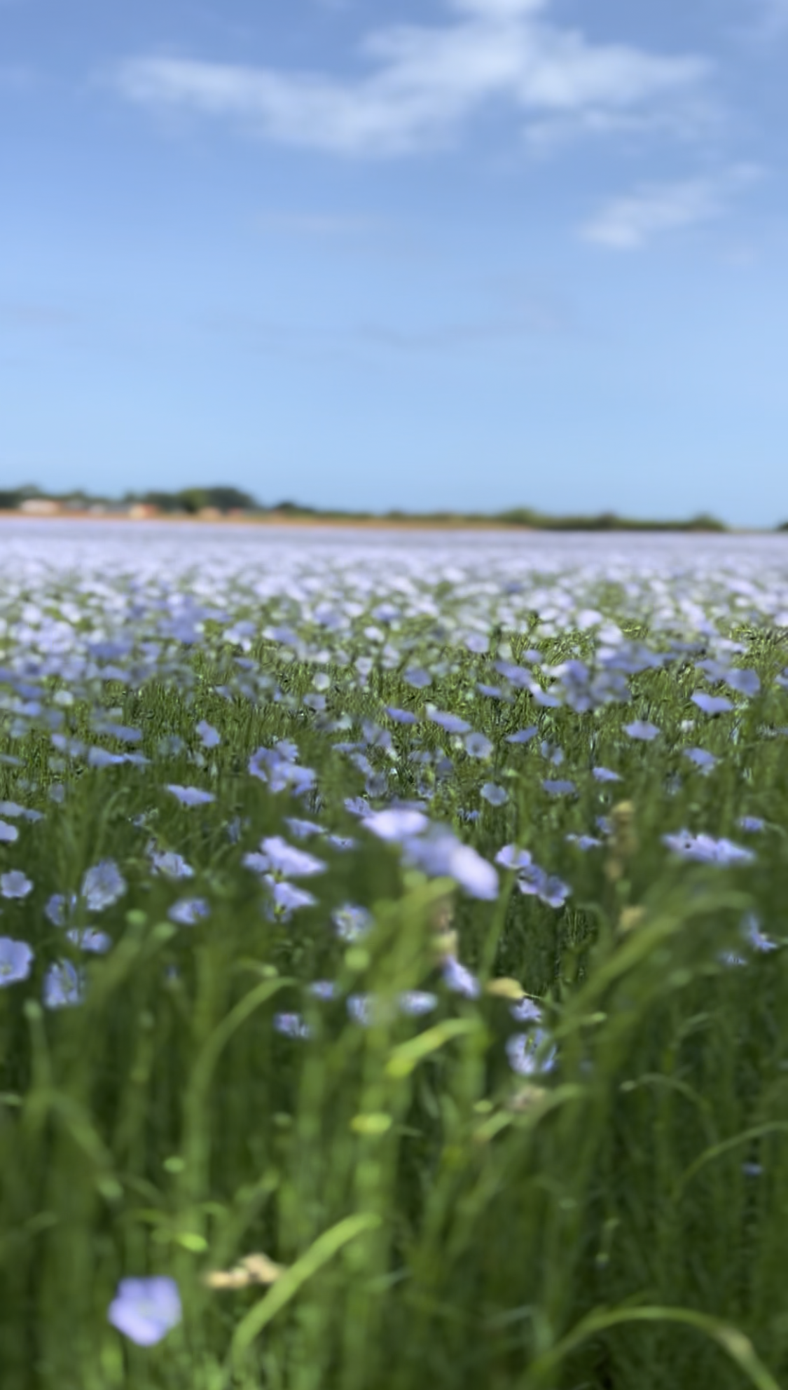 Champs avec fleurs près de Bernières-sur-Mer